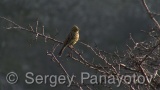 Video of Yellowhammer